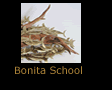 Bonita School