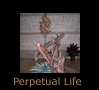 Perpetual Life