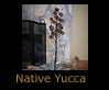 Native Yucca