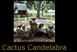 Cactus Candelabra