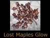 Lost Maples Glow