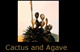 Cactus and Agave