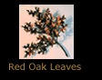 Red Oak Leaves