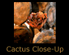 Cactus Bloom Close-Up